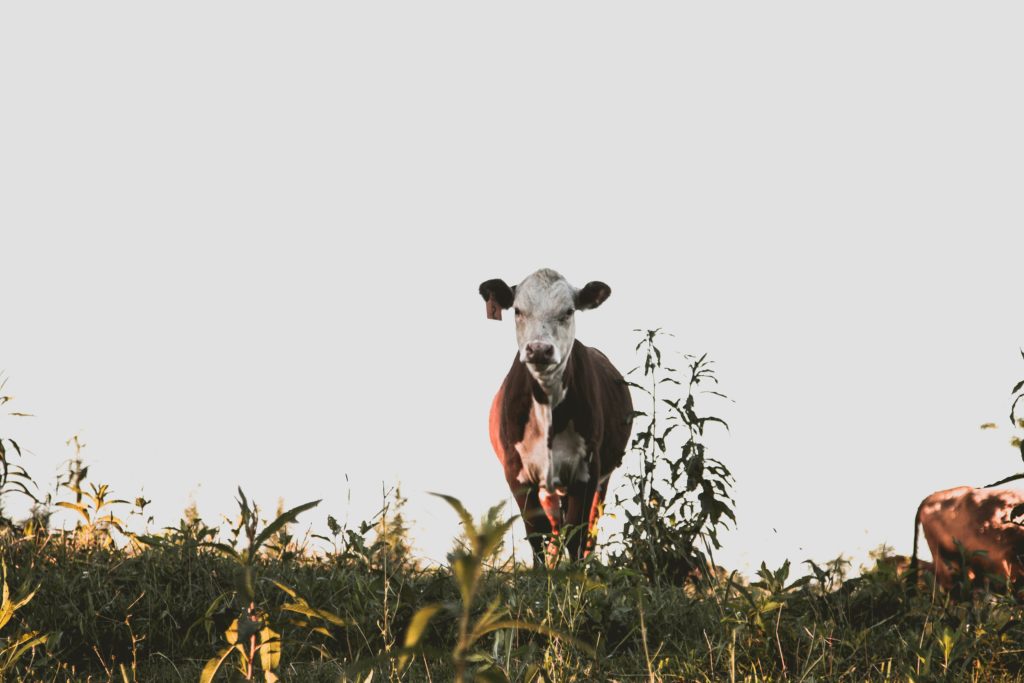 牛から排出されるメタンなどの温室効果ガスによる地球温暖化